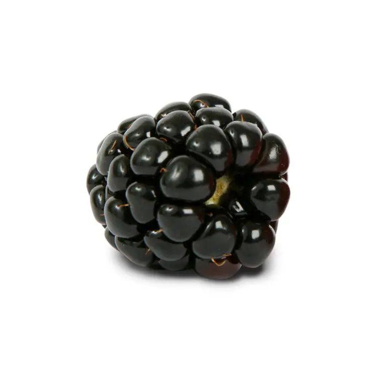 Single Juicy Blackberry
