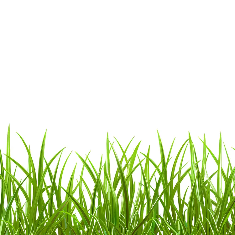 Green Grass Blades