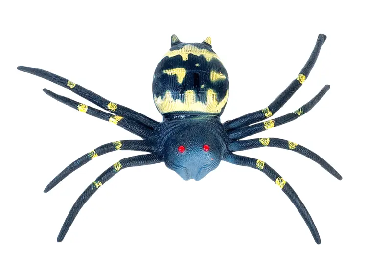 Black and Yellow Spider with Red Eyes