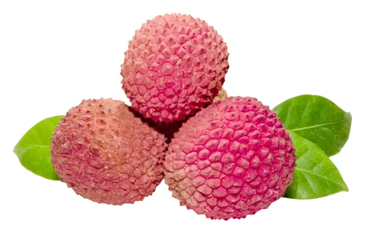 Whole Lychee Fruit with Leaves