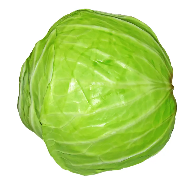 Fresh Green Cabbage