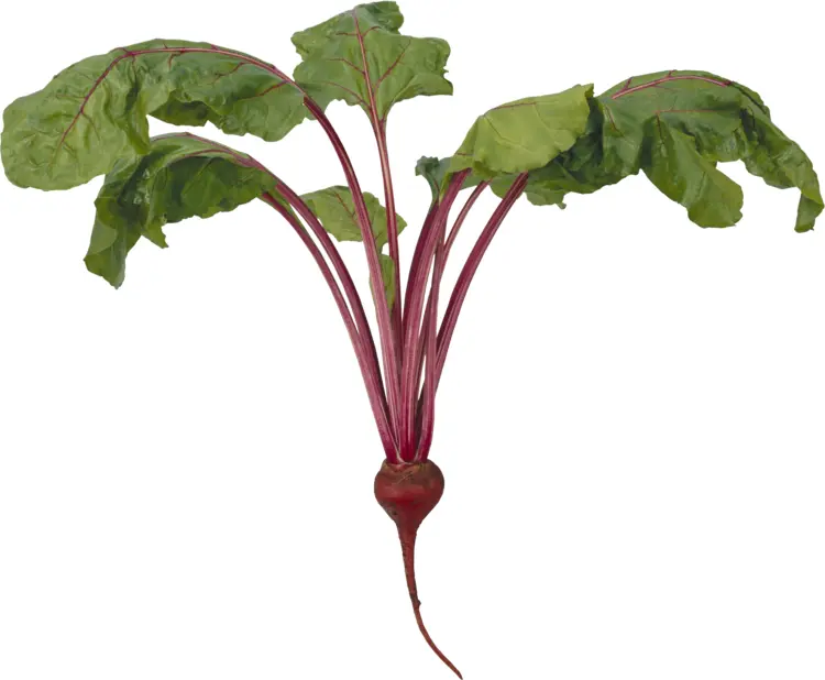 Fresh Beet with Green Leaves