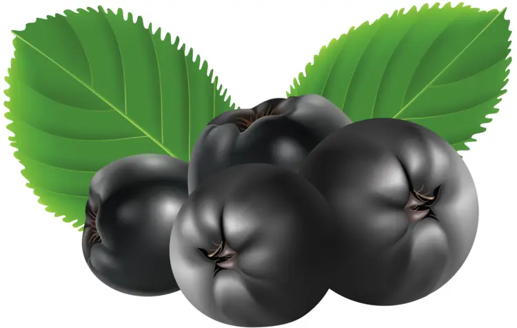 Black Berries with Green Leaves