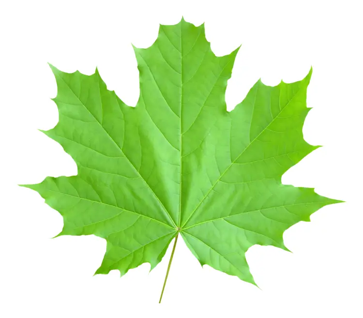 Green Maple Leaf in Spring