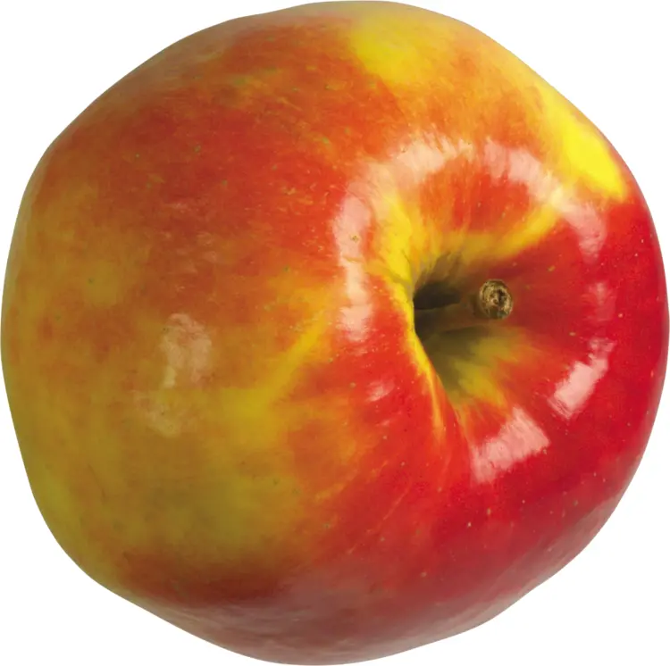 Multicolored Red and Yellow Apple