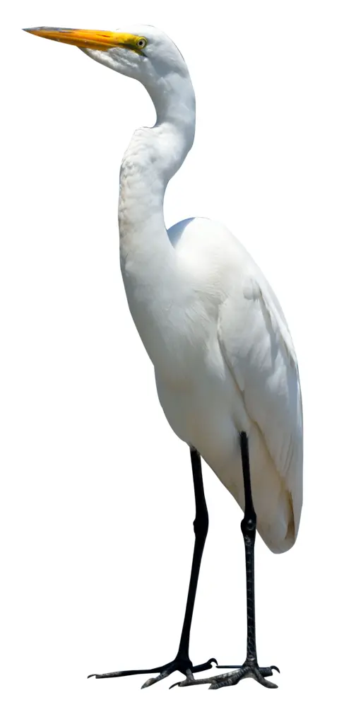 Elegant White Egret