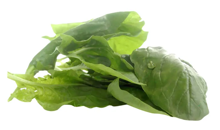 Fresh Green Leaves