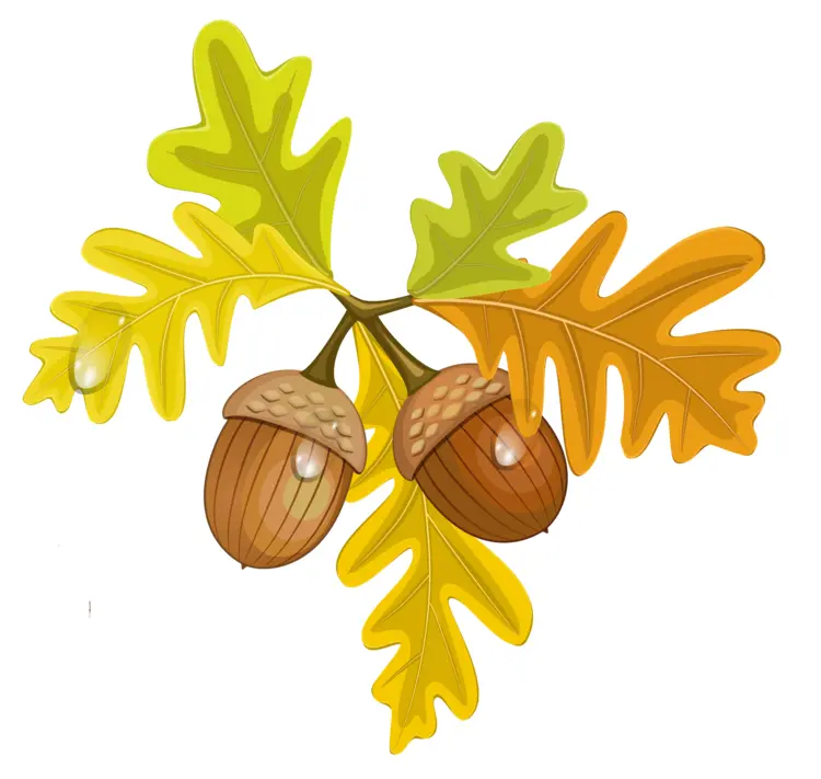 Green Leaves with Acorns