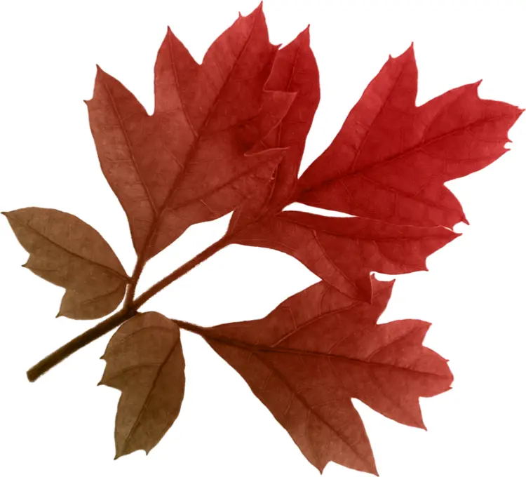 Red Maple Leaves in Autumn