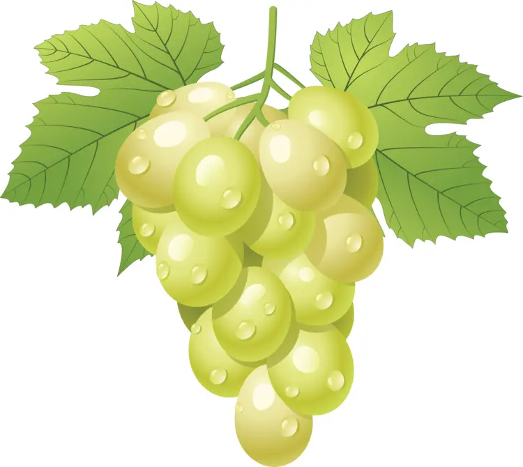 Juicy Yellow Grapes on Vine