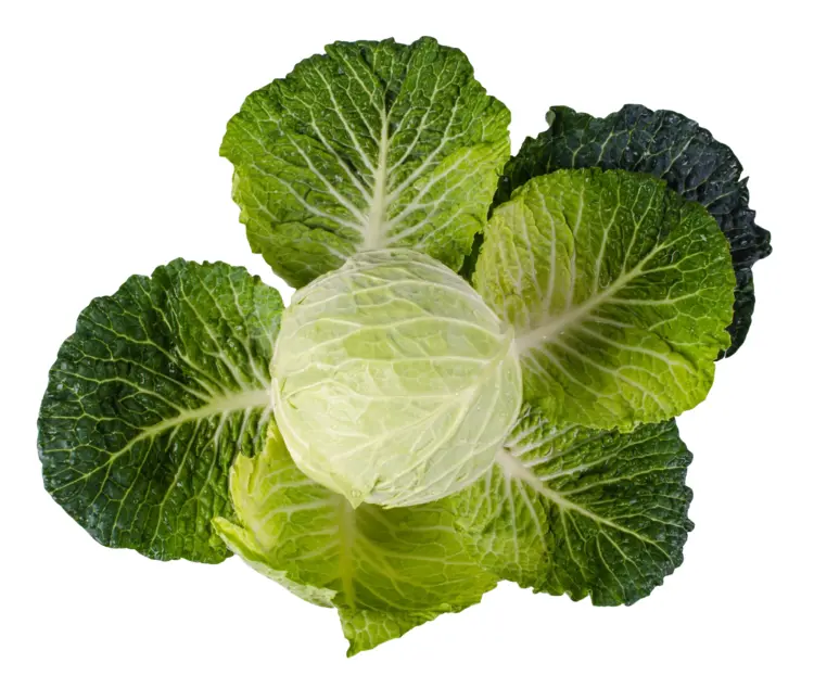 Fresh Green Cabbage for Healthy Meals
