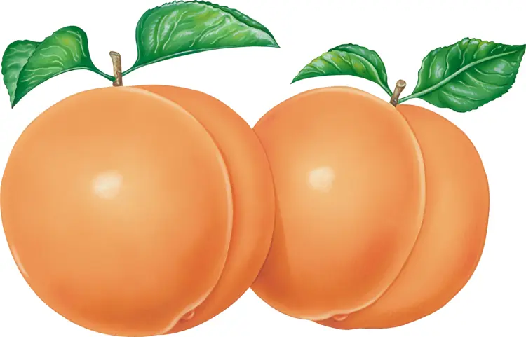 Two Orange Apricots with Green Leaves
