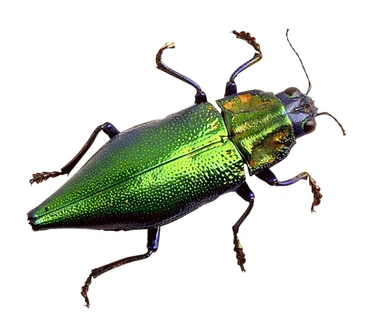 Green Beetle on Transparent Background