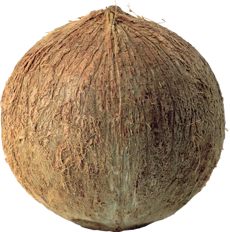 Brown Coconut for Tropical Delights