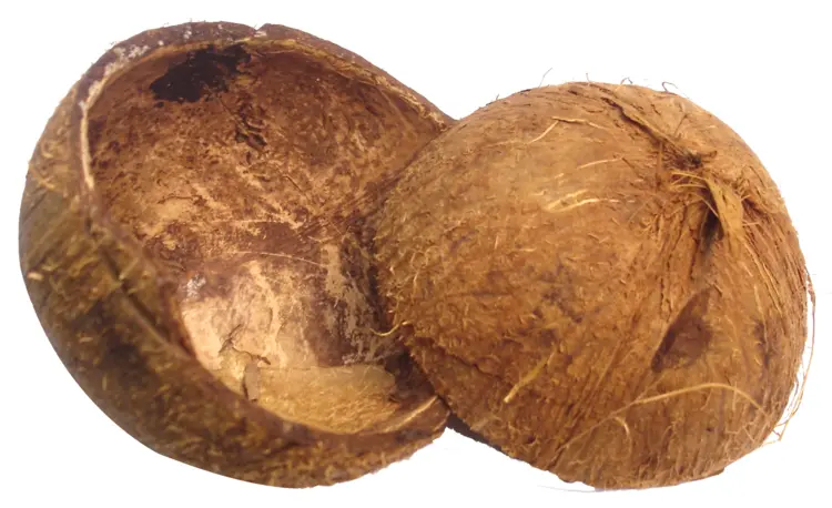 Brown Coconut Shell