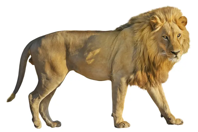 Majestic Lion in the Wild