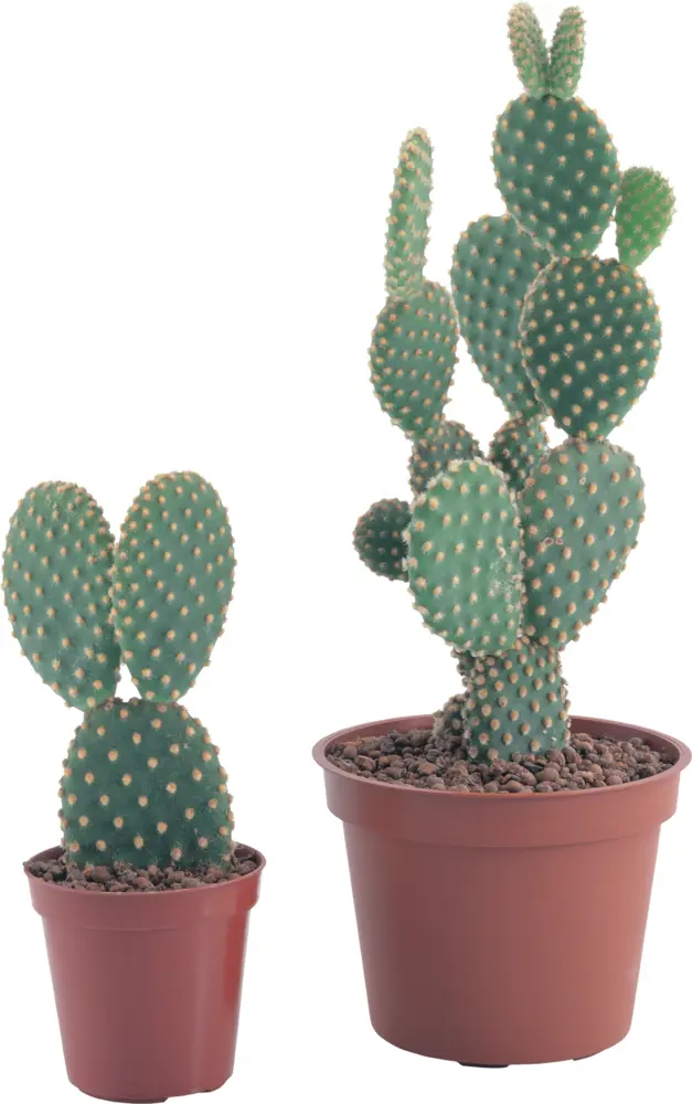 Green Cactus in Pots