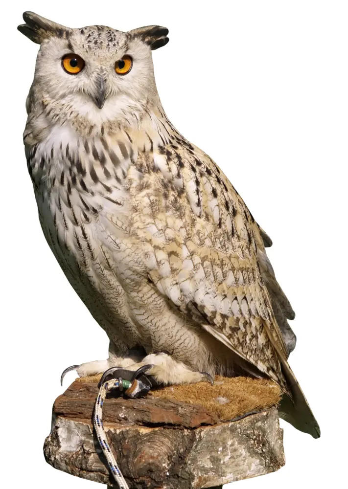 Perched Owl with Intense Eyes