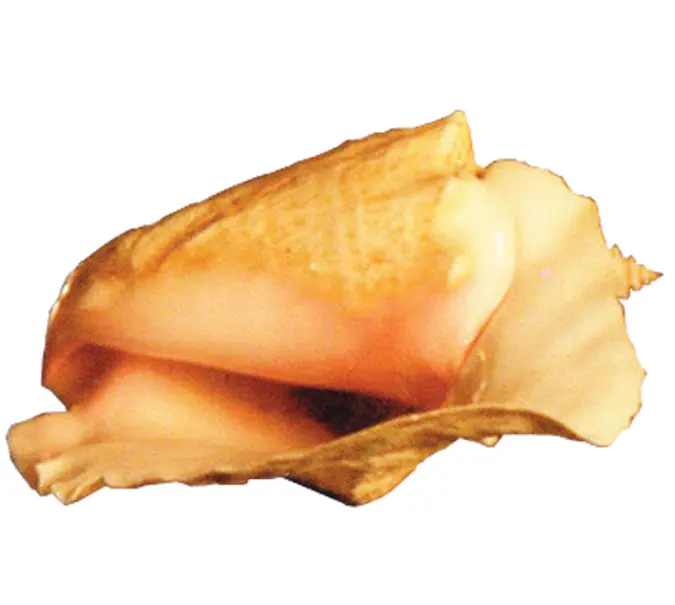 Brown Sea Shell