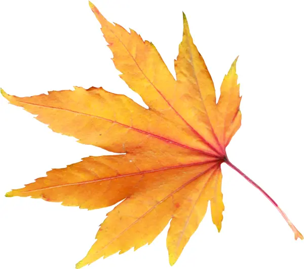 Yellow Leaf in Autumn