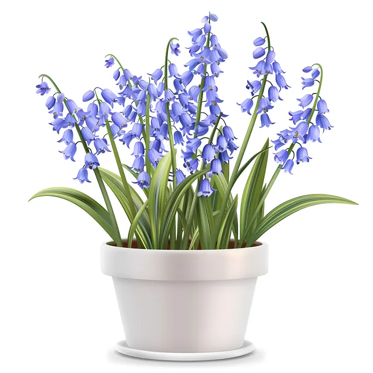 Bluebell Flowers in a White Pot
