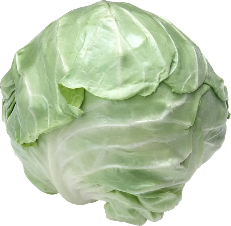 Fresh Green Cabbage