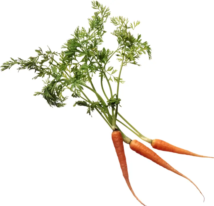 Fresh Carrots with Green Leaves