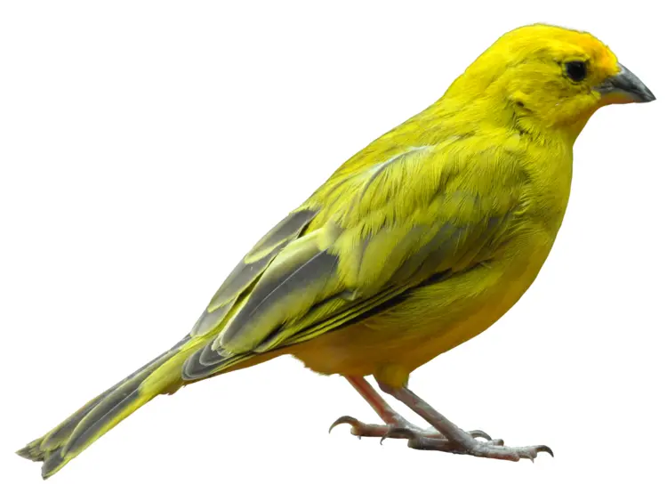 Yellow Bird Perched