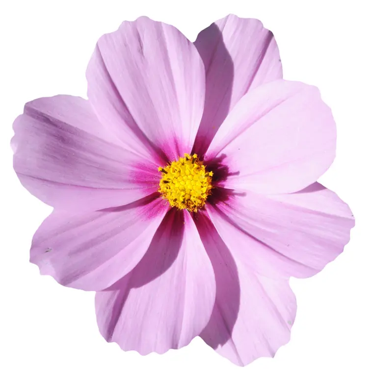 Delicate Pink Flower in Bloom
