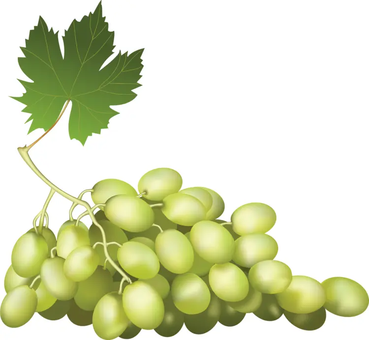 Juicy Green Grapes with Single Leaf