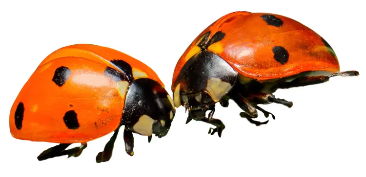 Red Spotted Ladybugs