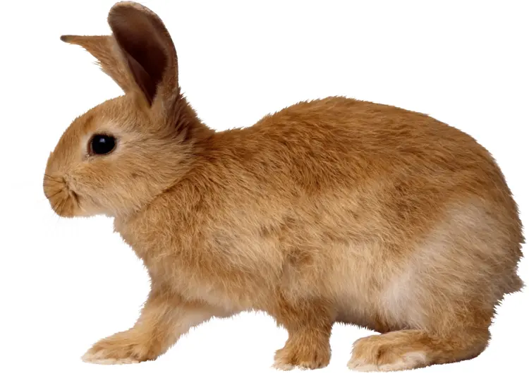 Cute Brown Rabbit