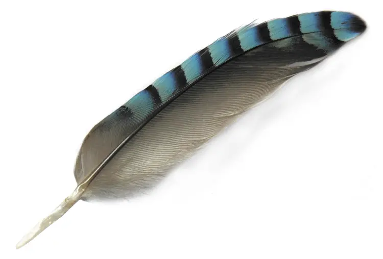 Striped Blue Feather