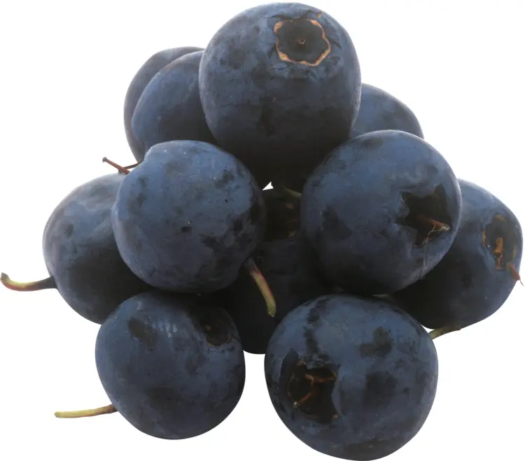 Fresh Blueberry Cluster