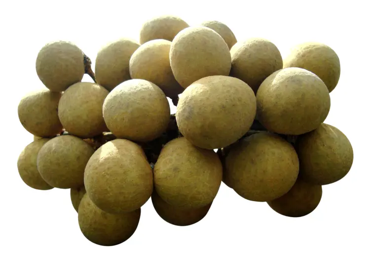 Cluster of Fresh Longan Fruit