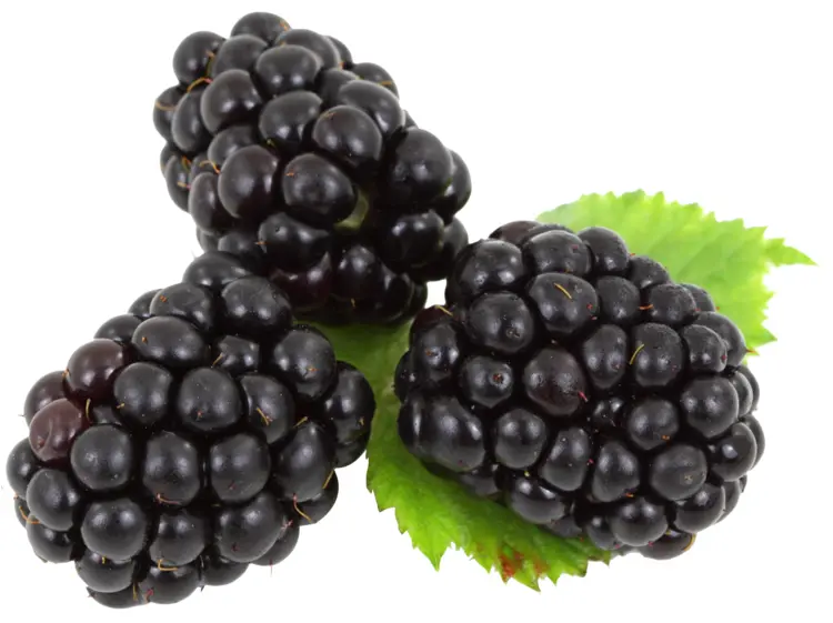 Fresh Blackberries