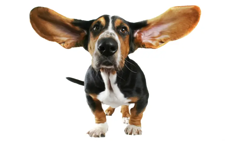 Cute Dog with Large Ears