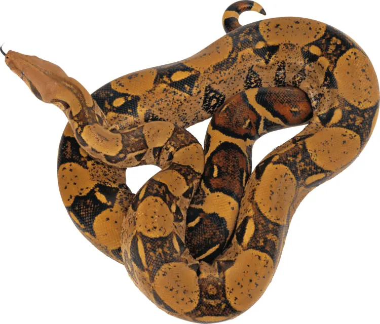 Brown and Yellow Snake Coiled