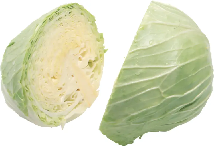 Freshly Sliced Cabbage