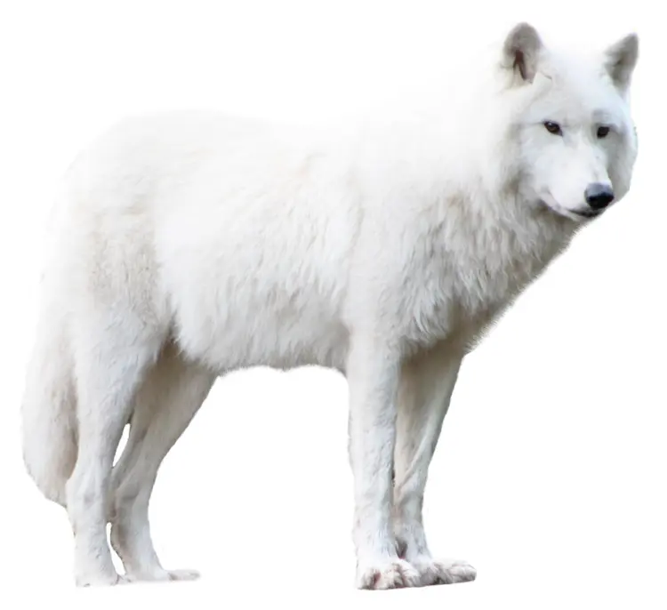 Majestic White Wolf in Snow