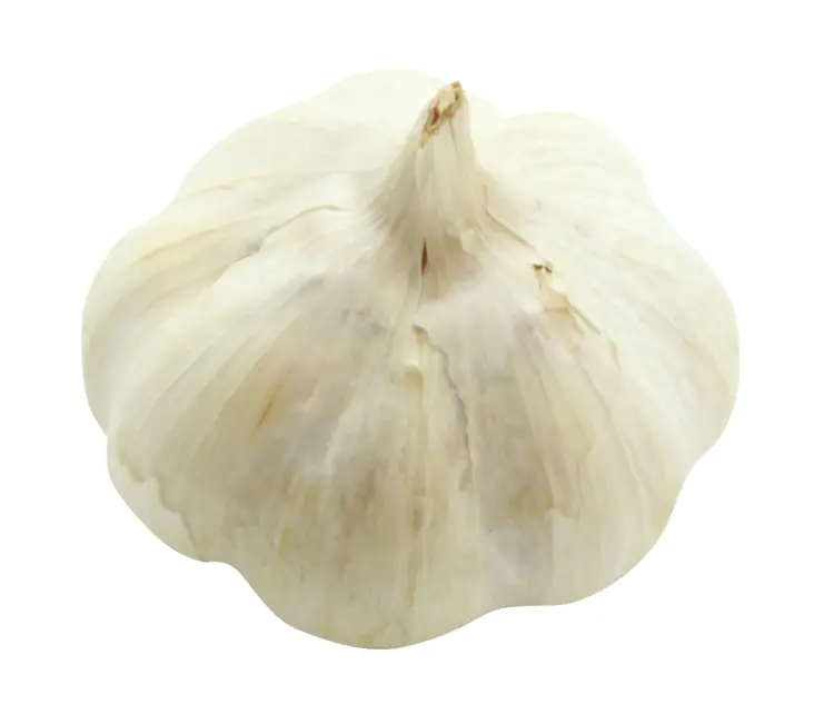 Fresh Garlic Bulb