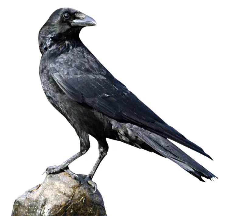 Black Crow Perched on a Rock