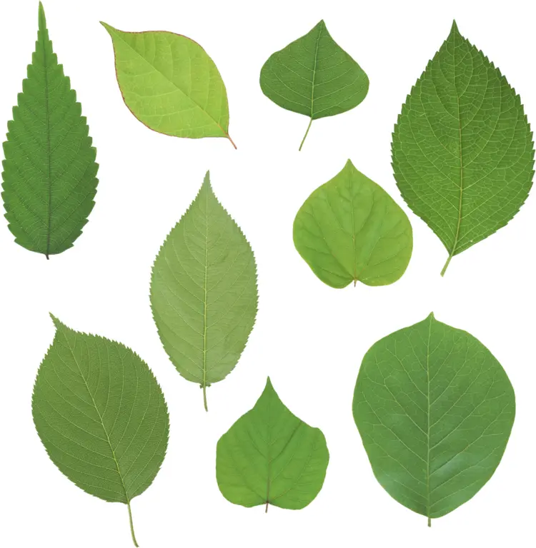 Various Green Leaves Collection
