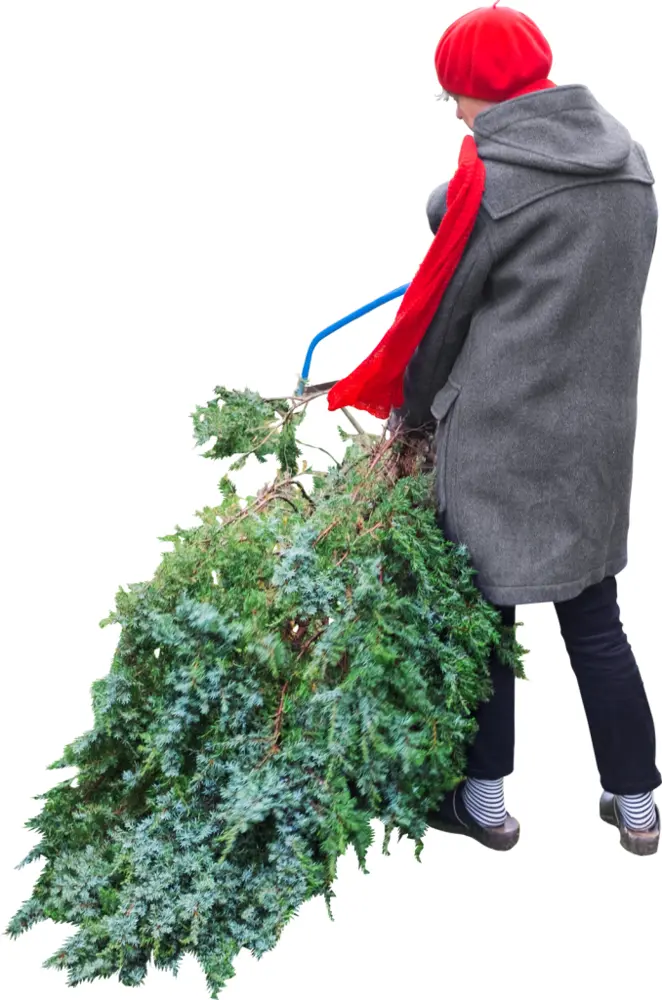 Person Carrying Christmas Tree