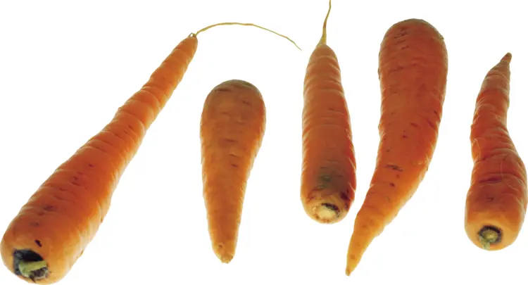 Variety of Fresh Orange Carrots