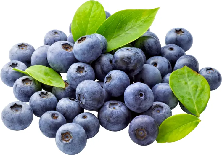 Fresh Blueberries with Leaves