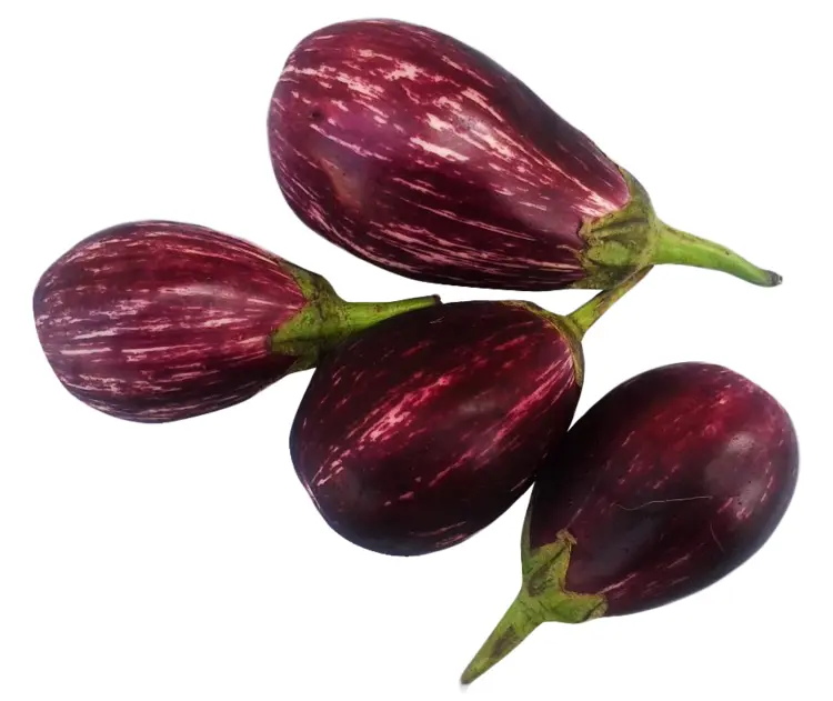 Fresh Purple Eggplants