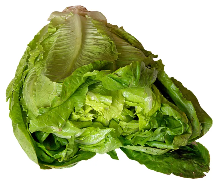 Fresh Romaine Lettuce Vegetable