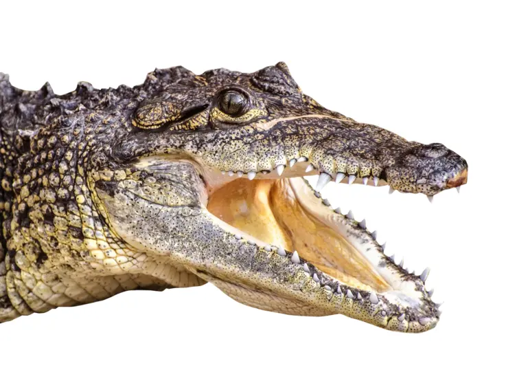 Crocodile with Open Mouth