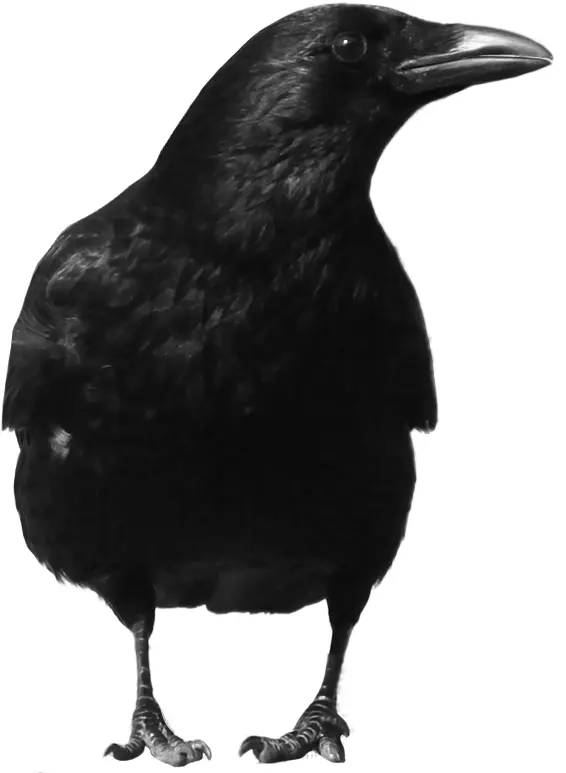 Black Crow with Shiny Feathers